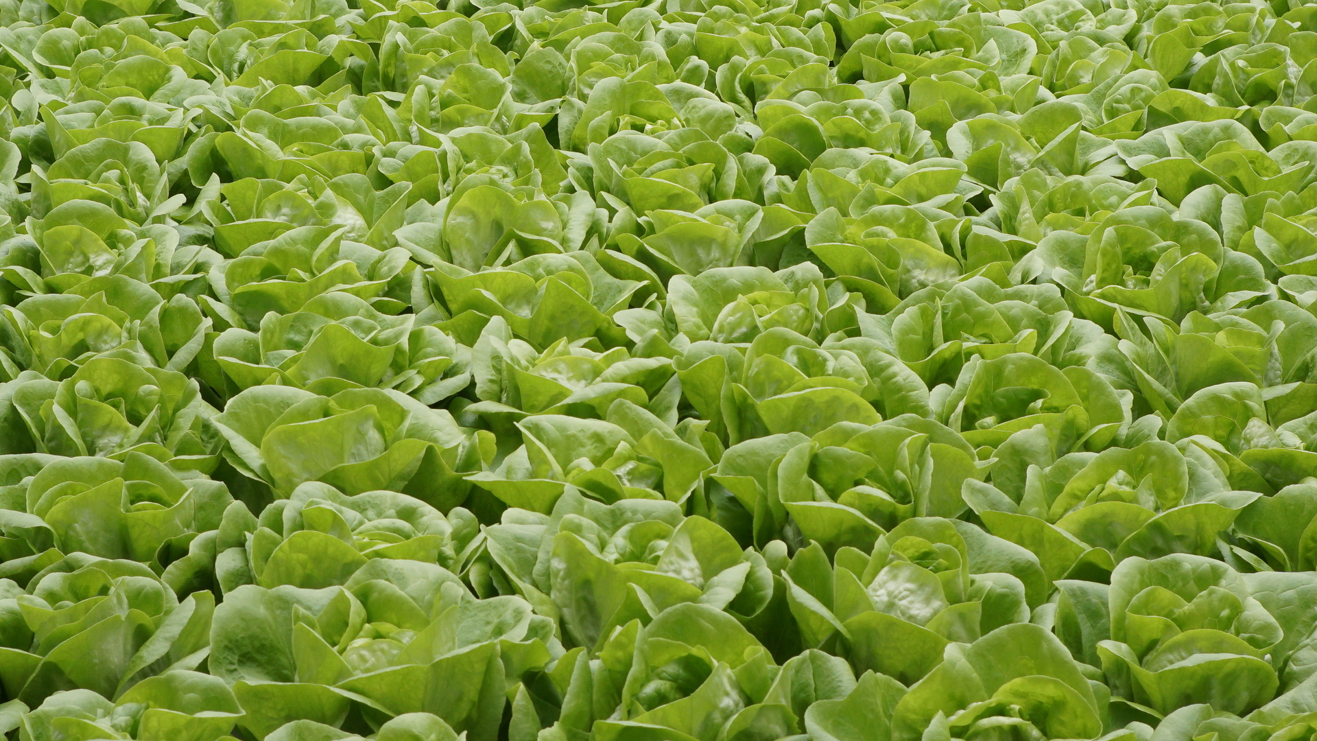 hydroponic lettuces